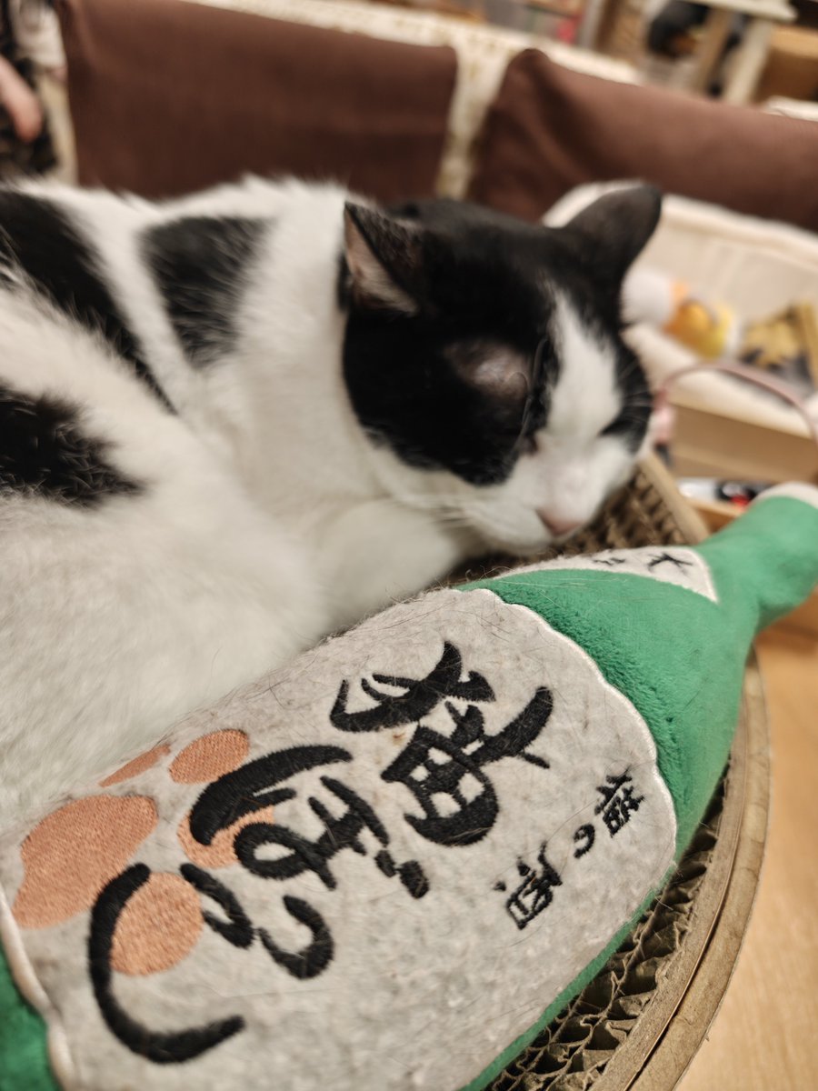 1589_poncho's tweet photo. 呑んだくれキャット https://t.co/Ol9msrOBTK