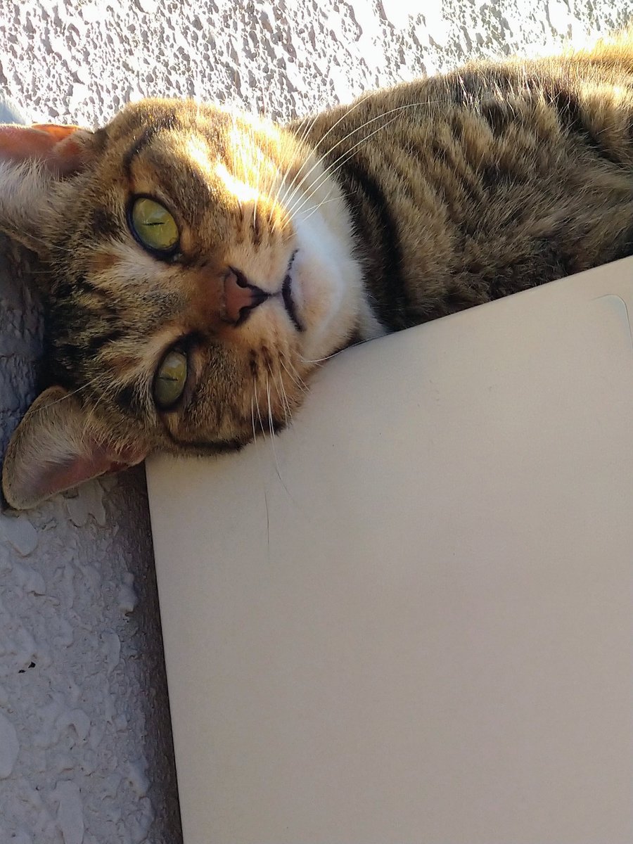 cocotomokat's tweet photo. @matsuevogelpark 日光浴してるココ🐾 
略して、日ニャンココ浴🐱
ちょっと無理やりすぎ？😅
お日様を浴びて、幸せそうです❤ https://t.co/2UQFovWuWJ