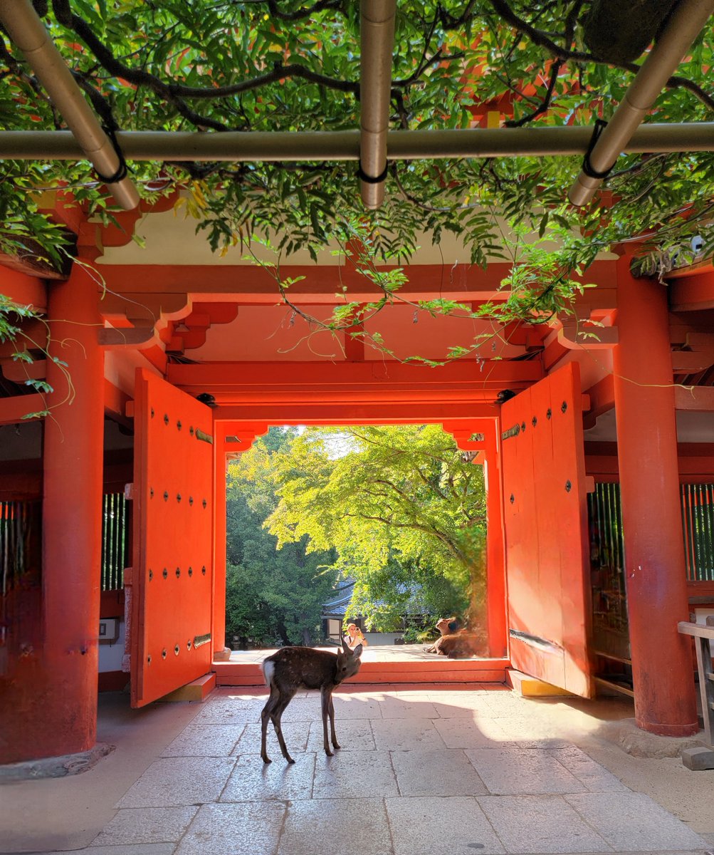 uniiiui's tweet photo. 春日大社⛩️へ🚲！
久々みたよ。奈良の鹿。
至るところに🦌🦌🦌
気を許したら、🦌の○○が…😱 https://t.co/91KG08pK1V