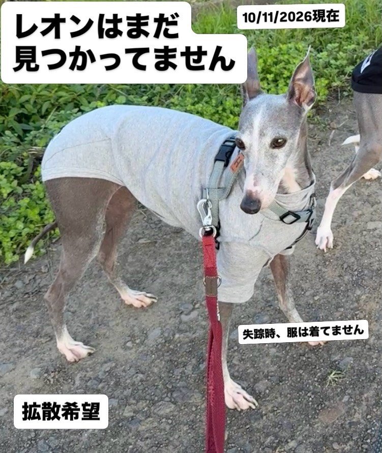 tanasika43's tweet photo. 10月3日以降、
塩原・那須塩原周辺で似た犬を見かけた方、
また保護してくださっている方をご存じの方、
どんな些細な情報でも構いません。

どうか情報をお寄せください。

#迷子犬 #迷い犬 #イタグレ #イタリアングレーハウンド
#那須塩原 #塩原 #栃木県 #拡散希望 https://t.co/acBZ6vqwb7