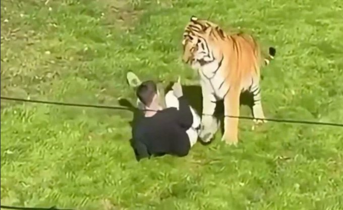sami22460's tweet photo. yorkshire wildlife park tiger yorkshire wildlife park tiger attack video yorkshir tiger attack video yorkshire zoo

https://t.co/YxNtaY0iH5

video of tiger attack in yorkshire
tiger attack full video
tiger yorkshire wildlife park video https://t.co/IU8EjVv3qL