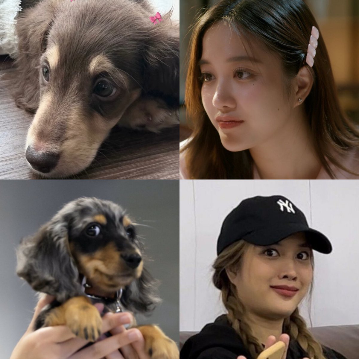 earnznNK's tweet photo. ลูกเรา เหมือนเรา จริงๆ โคตรจะใช่ 

⋆˚🐾˖°#srchafreen #Fluffy #Freya ⋆˚🐾˖° https://t.co/iwqP08Wdxw