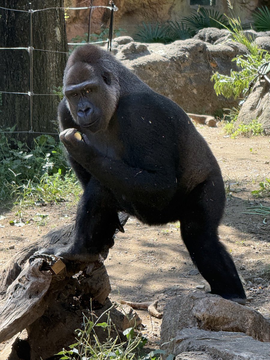 booboo_driver's tweet photo. 女と
上野動物園行って
もんじゃ焼き食べて
国立博物館行った。

上野から移動。 https://t.co/kriOGuHCQR