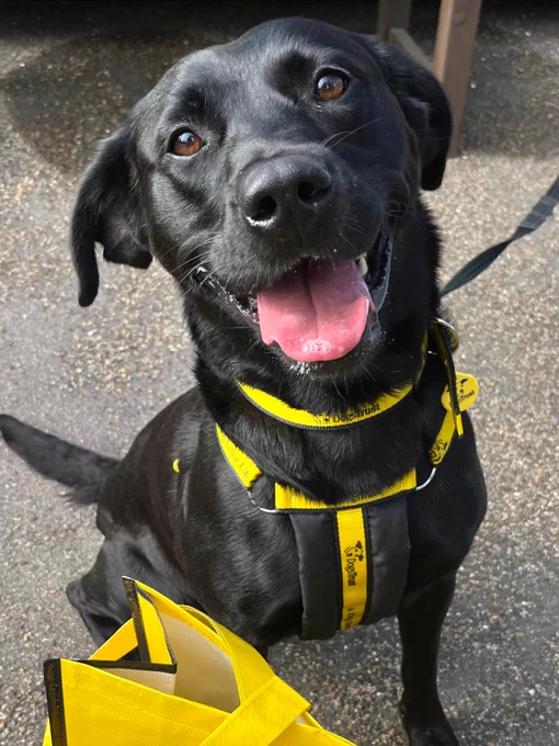 Image from Dogs Trust West London (@DT_WestLondon)