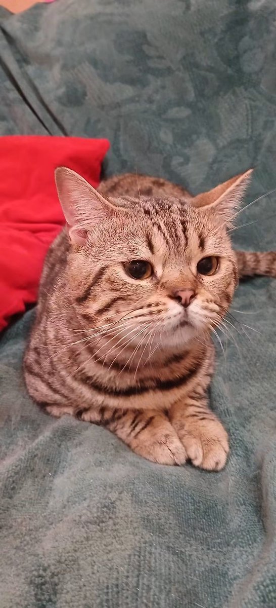 MBelyj2972's tweet photo. Одесса: Знакомьтесь. Многопородный одесский котик. Скоооолько здесь всего  намешено....  Тимошке 1.5 года.   Неделю назад кастрирован.  Обработан.   Впереди  еще вакцинация.  За день  легко освоился в моем котообщежитии. Очень забавный бутузан. Ласковый и доброжелательный. Лопает каши , как настоящий мужчинка. Напоминает мне борца сумо.  Ладненький крепыш. . Только в самую добрую  и ответственную семью.  Звоните  0674841966. Ирина