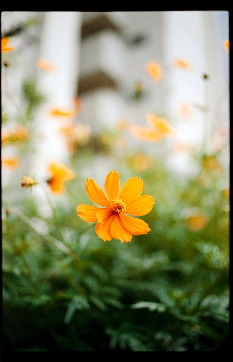 meeeetsu's tweet photo. film https://t.co/RWBV7E0OKR