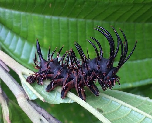 insectsdaily's tweet photo. Such a rockstar 🎸 

Citheronia phoronea caterpillar

Diet: leaves of oak, willow, and cherry

Region: Panama to southeastern Brazil
Fun fact: Its sharp-looking horns are soft and harmless, just a bluff to scare predators

Credit: © Justyn Stahl

https://t.co/nnPV6UuOK3 https://t.co/RTjobGl5cm