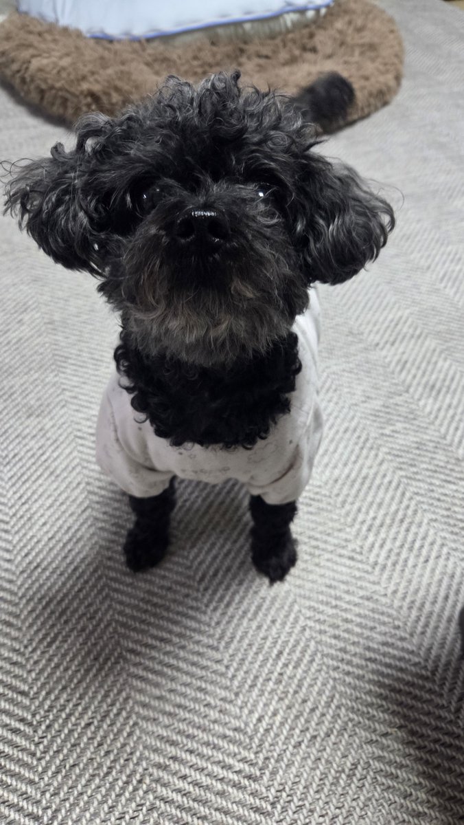 RYUSEITAIHERO's tweet photo. 180도 10분 돌리고 10분 더 돌리기
굵은소금이랑 올리브유 살짝 넣어서 구웠눈데 너무 마싯서요
마지막은 감자 먹고싶은 가나디 https://t.co/zEEc6RCEZl