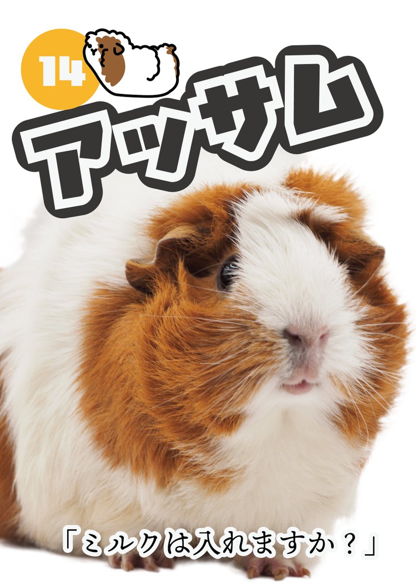 seibutuen_info's tweet photo. ＼#第3回モルモル総選挙 エントリーモル／
【13】#ぽてと
「ぽてっとボディ」
誕生日：2021/9/12
どっしり度：★★★★
上から見ると背中が円グラフみたいなんです。まんまるおしりがチャームポイント。

【14】#アッサム
「ミルクは入れますか？」
誕生日：2021/10/31
どっしり度：★★★★
ほっぺの毛がふっさふさ。たまに見せる上目遣いがあざとかわいい。

#もっともっとモルモット #モルキャン3
#足立区生物園