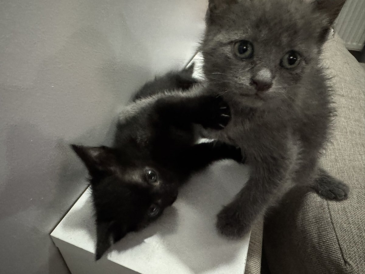hailtothecatss's tweet photo. https://t.co/6hPYPE1iUG