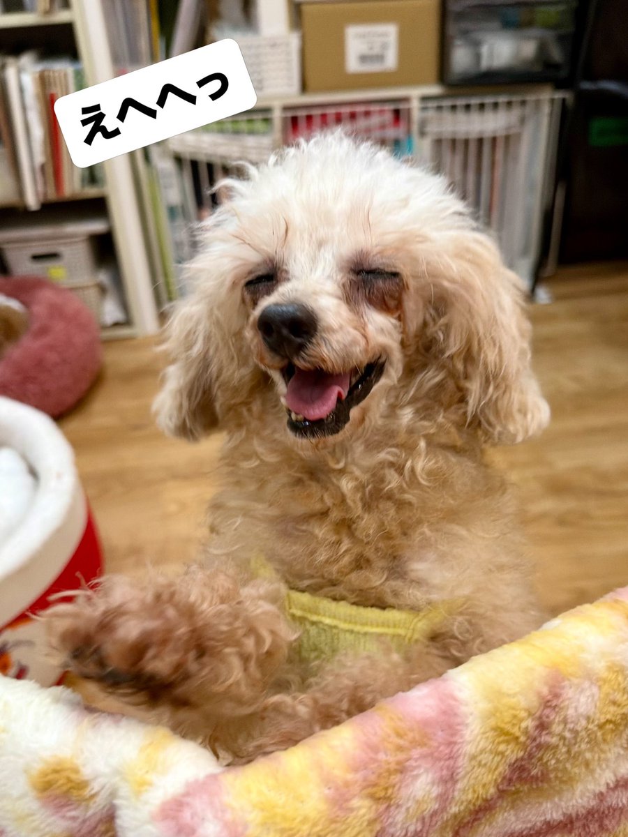 hogokensakai's tweet photo. そっち行きたいよー👀と
ひょっこりお顔を出していた
みそかつちゃん☺️🩷

カフェに来た当初は
さわられるのを怖がる様子が
ありましたが🥲

自分から甘えてくれるようになり、
とっても嬉しいです✨

抱っこにも慣れて
お膝大好きっ子になってますよー💕

📛みそかつ
６歳/女の子
#トイプードル https://t.co/B5FmPJqdWK