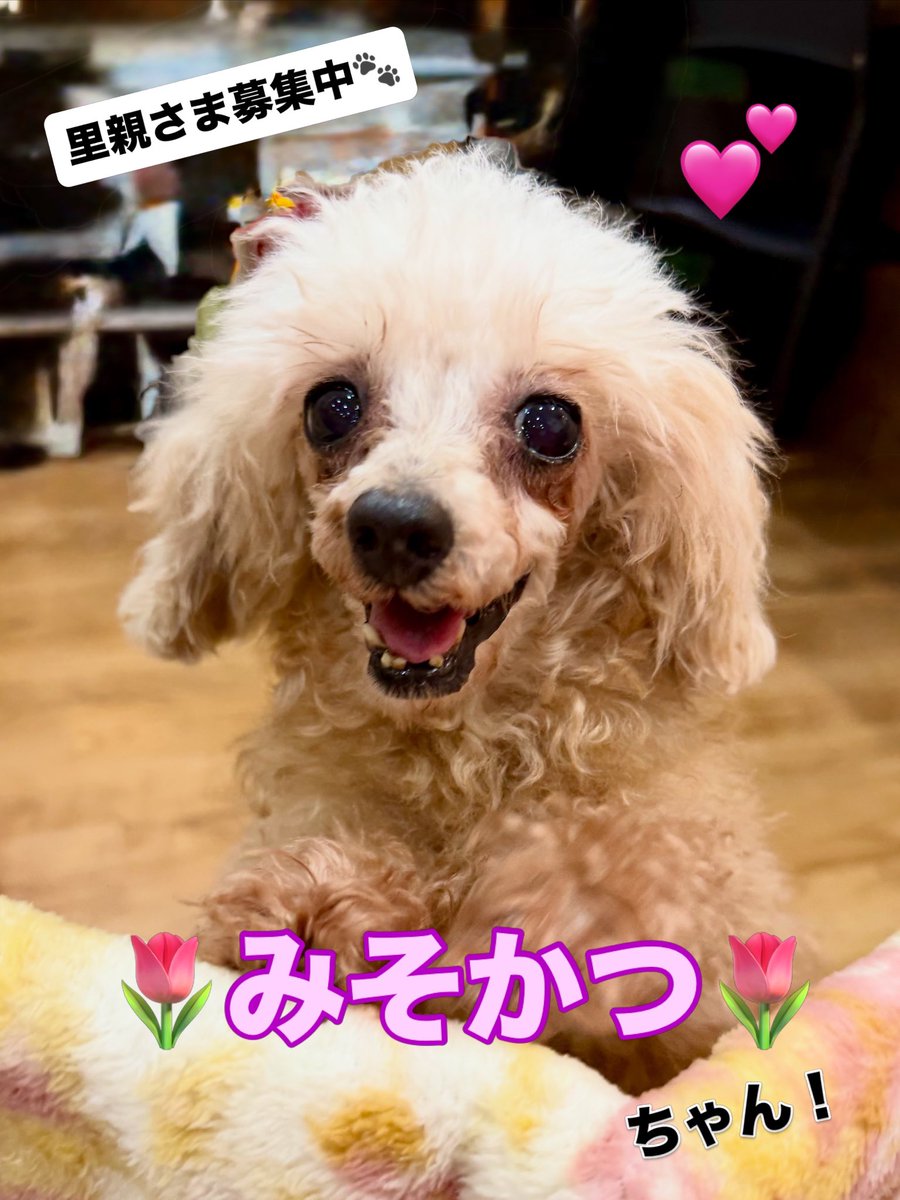 hogokensakai's tweet photo. そっち行きたいよー👀と
ひょっこりお顔を出していた
みそかつちゃん☺️🩷

カフェに来た当初は
さわられるのを怖がる様子が
ありましたが🥲

自分から甘えてくれるようになり、
とっても嬉しいです✨

抱っこにも慣れて
お膝大好きっ子になってますよー💕

📛みそかつ
６歳/女の子
#トイプードル https://t.co/B5FmPJqdWK