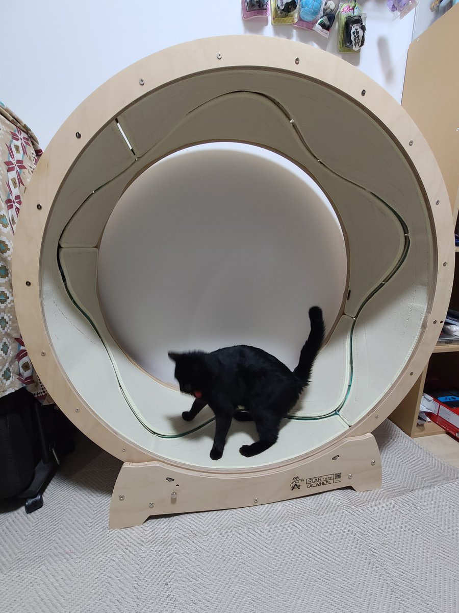 boturinam's tweet photo. 完成しました！タイマーストップです。

スターキャットホイール組み立てを完走した感想ですが、組み立て自体は成人女性１人でも無理なく可能と感じました。
また試しに人間が乗ってみても安定しており、作りもしっかりしていて良かったと思います。 https://t.co/E6ztRLddnj