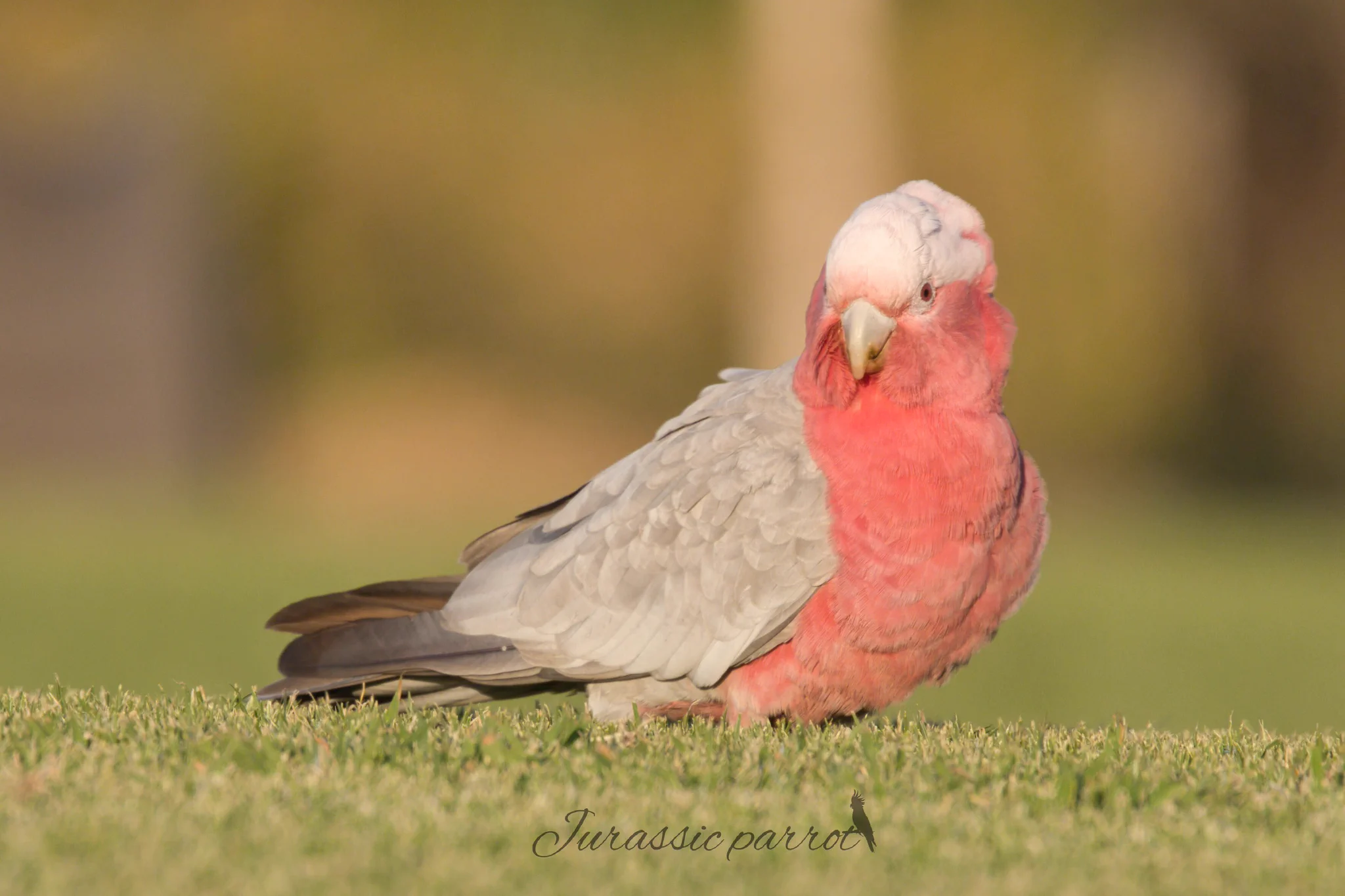 Jurassic Parrot on X: 