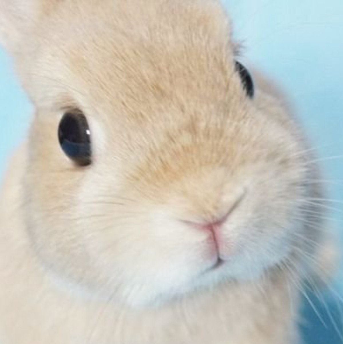 fluffycutie_jsc's tweet photo. หนูไม่ใช่กระต่าย https://t.co/odY3uinerf
