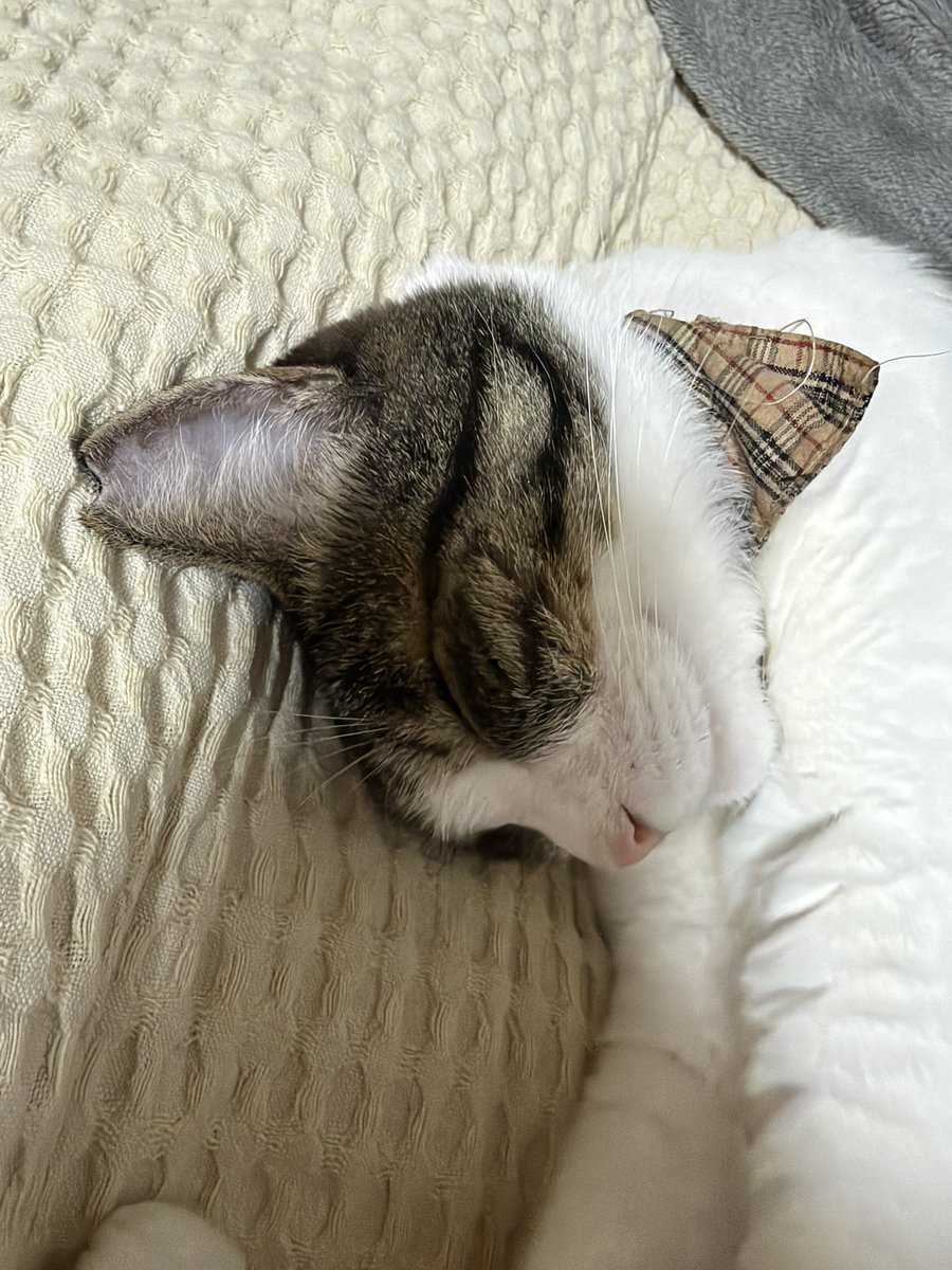 Hisae331207's tweet photo. 今日はトカゲ🦎を捕まえて沢山動いたから眠いらしい　捕まえる時の頭は飼い主を想ってなら幸せです☺️
トカゲか…捕まえるのもトカゲなら慣れてはいるしな😆もうビビらないよ

#保護猫 #猫のいる暮らし #猫のいる暮らし #猫好きさんと繫がりたい https://t.co/BqI4G8XXpq