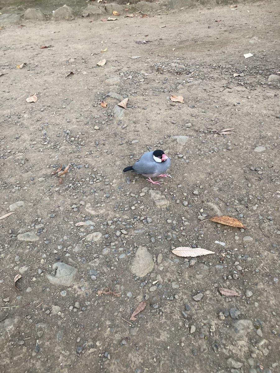 kurodesu21's tweet photo. 子供と公園で遊んでたら「パパ鳥」と言われ空見たら「ちゅがう。下！！！」と言われました。
人慣れしすぎですね。とりあえず保護です。
飼い主さんXにいないかな？？
#小平市
#文鳥
#迷子 https://t.co/ozIjXNGdxh