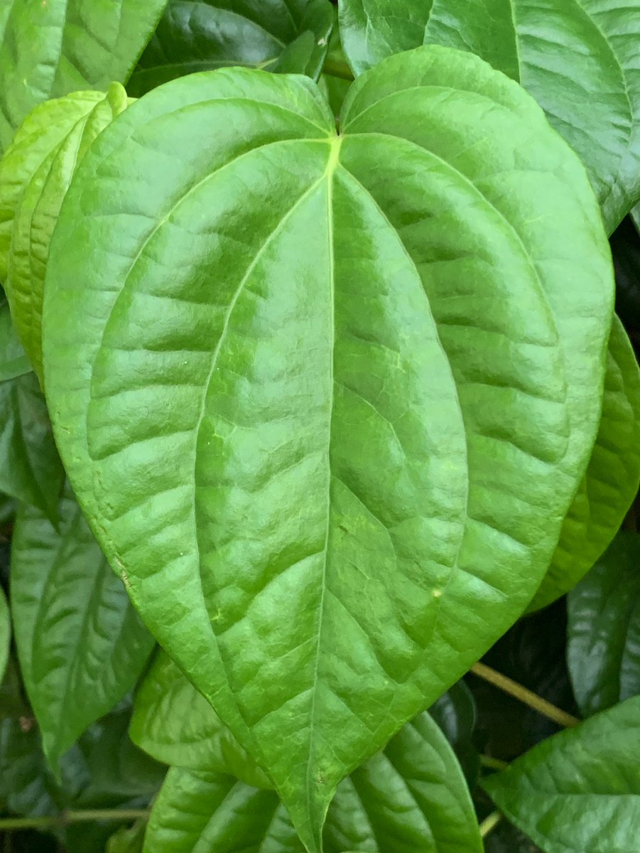 MasakTV's tweet photo. Di beberapa daerah, daun sirih dipakai jadi pembungkus atau campuran bumbu masakan tradisional biar aromanya harum.

Kamu tau gak masakan apa yang biasanya pakai campuran daun sirih? https://t.co/LeFEOk7B97