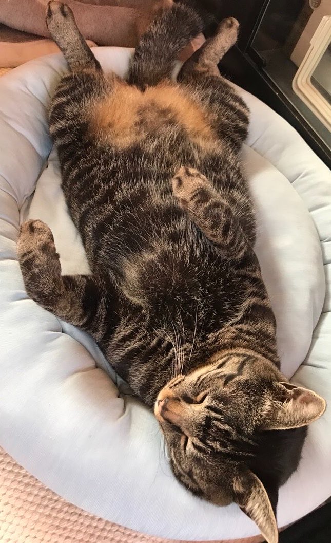 piroe1022's tweet photo. 猫ほど愛くるしいものはない https://t.co/4Py5utZHQA