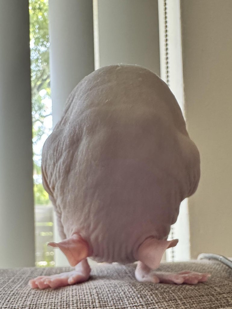 LegalizeRats's tweet photo. The Rat Costume Contest Has Begun! 🎃

Post yours rats celebrating Halloween to the https://t.co/FB83w9y74N for a chance to win BIG 🏆 https://t.co/IKkSm4A8sh
