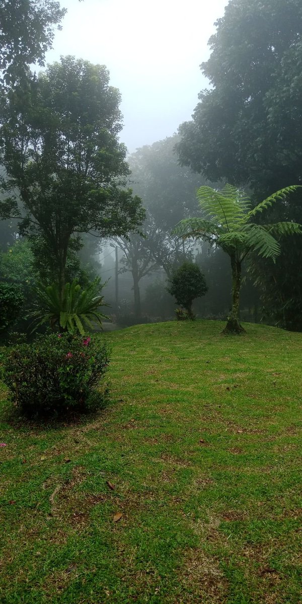 NatureDailyt3's tweet photo. There is something so magical about a foggy morning where the world just goes quiet. Absolute bliss.
#Aesthetic #MorningVibes #FoggyDay #NaturePhotography https://t.co/NSislFmU2U