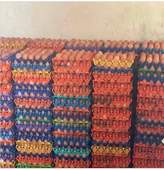 CaptStoic's tweet photo. 📍Farm 😁
Come and patronize my grandmi poultry farm 🥚🐔🐓
Delivery within Abuja

#CaptyatFarm🚜👩‍🌾 https://t.co/qRSwVBFDZz