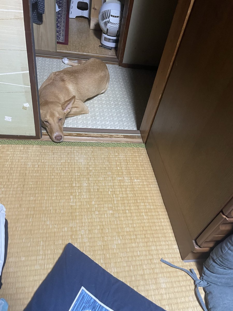 ankinasan's tweet photo. リモートしてる間、部屋に入らずウゴウゴしてるいぬ https://t.co/bCqOdgLofD
