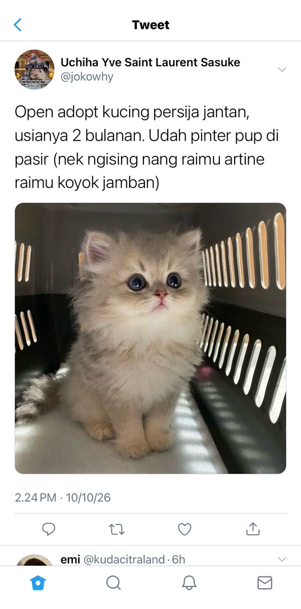 theadamms's tweet photo. — Pengen adopt kucing tapi yang open adoptnya wong gendeng

#williamest one tweet au https://t.co/H0jdKq6xxf