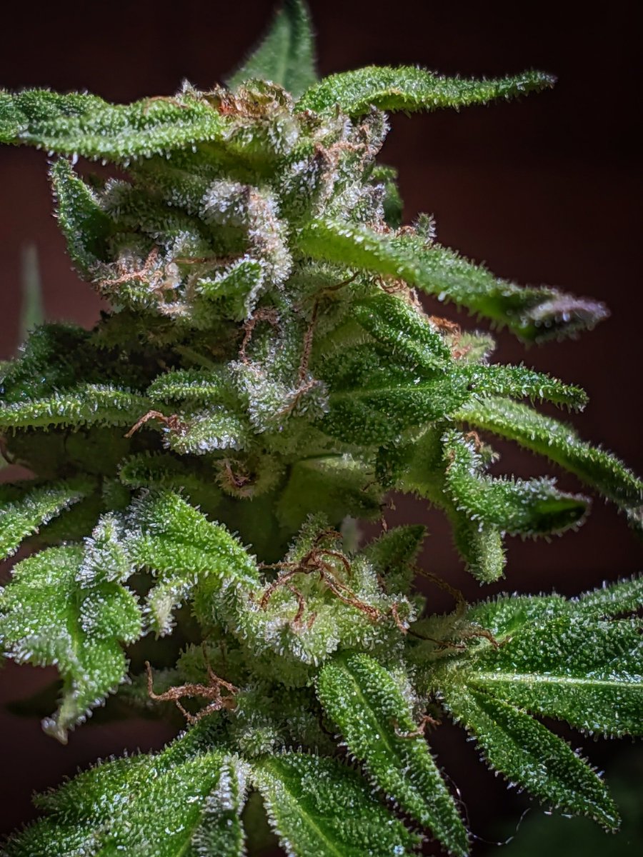 Flowery420's tweet photo. Dia 43, bom dia! ☀️

Super Lemon Haze 🍋‍🟩 🍋
Seis Pés Seeds 🇧🇷 🏝️ https://t.co/sr1HeWsITH

Um aroma inesquecível, uma genética lendária e uma essência que conquistou o mundo.

#CannabisCommunity 
#cannabisculture
#grow
#growyourown
#prenseed
#maconha
#weed https://t.co/SiQGIIsIE5