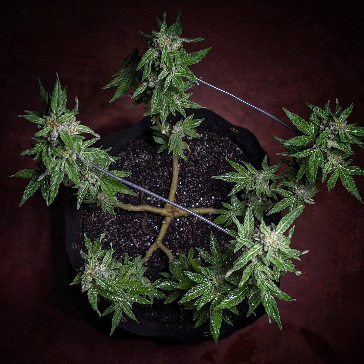 Flowery420's tweet photo. Dia 43, bom dia! ☀️

Super Lemon Haze 🍋‍🟩 🍋
Seis Pés Seeds 🇧🇷 🏝️ https://t.co/sr1HeWsITH

Um aroma inesquecível, uma genética lendária e uma essência que conquistou o mundo.

#CannabisCommunity 
#cannabisculture
#grow
#growyourown
#prenseed
#maconha
#weed https://t.co/SiQGIIsIE5