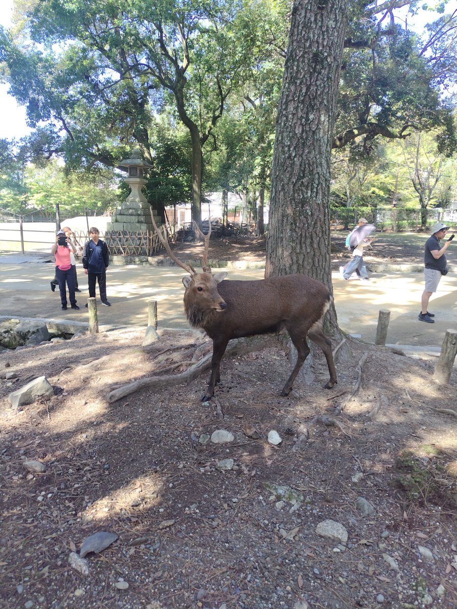 limelig98183124's tweet photo. 奈良公園の鹿に無性に会いたくなって、バイクで行こうと思ったけど、うちから50kmしかないことが判明💡今日は運動がてら🚲️で行きました😄鹿さんかわいかった💕 https://t.co/E4XTMKtjs0