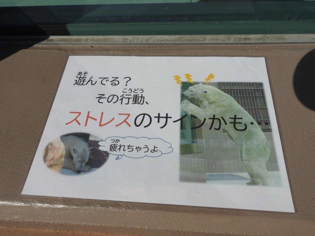 RsONN2yEzmMHtRy's tweet photo. 天王寺動物園 新ホッキョクグマ舎に思うこと 「時代にそぐわない…」

①動物福祉
2エリアともプールは全てガラスで客に面しており、客の刺激行動を想定できなかったか
もし子供ができた場合、さらに客の行動はエスカレート
物理的に客との距離をとる設計はできたが、優先したのは何か
張り紙を設置 https://t.co/qNsffAz5VK