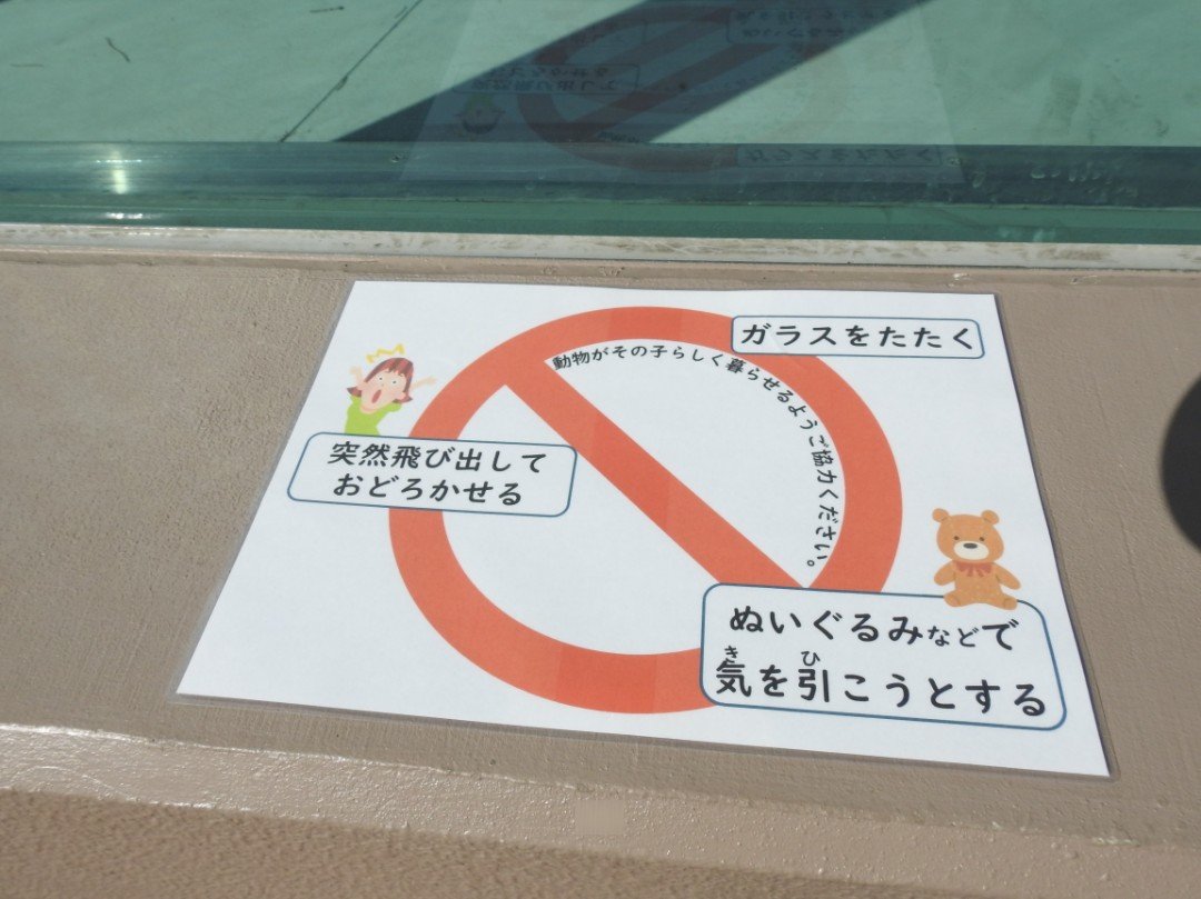 RsONN2yEzmMHtRy's tweet photo. 天王寺動物園 新ホッキョクグマ舎に思うこと 「時代にそぐわない…」

①動物福祉
2エリアともプールは全てガラスで客に面しており、客の刺激行動を想定できなかったか
もし子供ができた場合、さらに客の行動はエスカレート
物理的に客との距離をとる設計はできたが、優先したのは何か
張り紙を設置 https://t.co/qNsffAz5VK