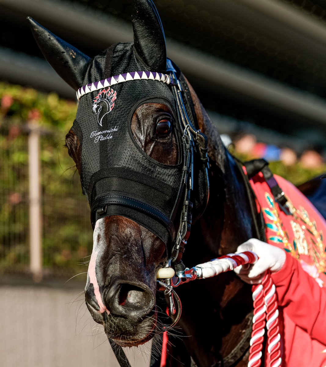 netkeiba's tweet photo. 【#アイルランドトロフィー】

オークス馬の意地――

▼カムニャックのデータベース
https://t.co/qicQWEYnO3

(撮影：下野雄規) https://t.co/b8kW6AqvAK