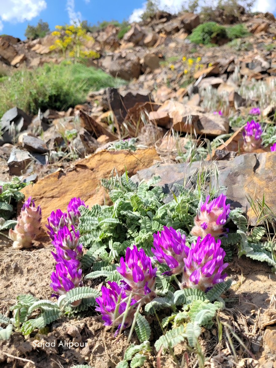 SajadAlipour98's tweet photo. Astragalus lineatus Lam.
Fabaceae
Mazandaran, Iran
June 2026
Elevation 2950m 
#astragalus #fabaceae #wildflowers #botany https://t.co/QJOJhuAlqC