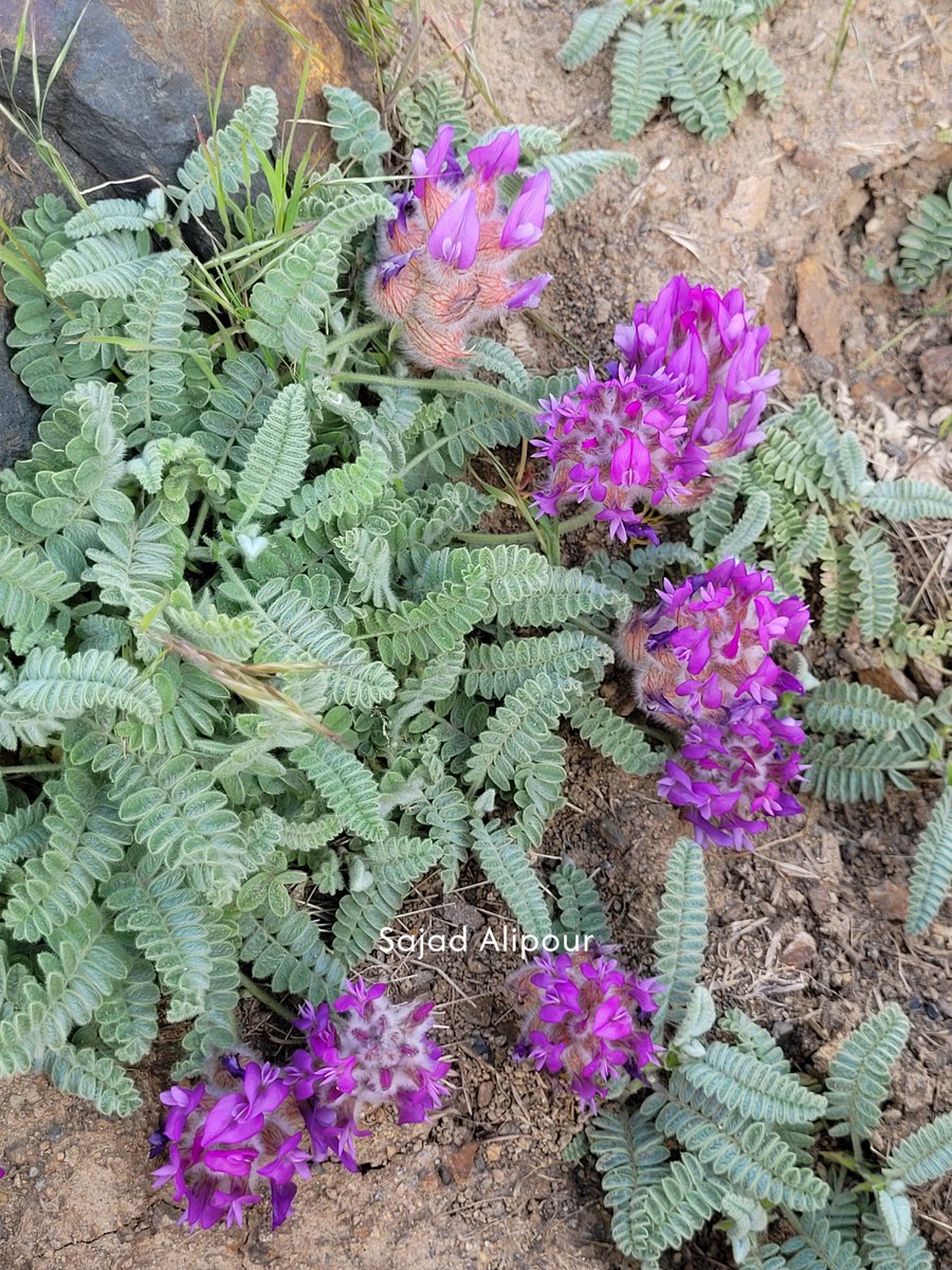 SajadAlipour98's tweet photo. Astragalus lineatus Lam.
Fabaceae
Mazandaran, Iran
June 2026
Elevation 2950m 
#astragalus #fabaceae #wildflowers #botany https://t.co/QJOJhuAlqC
