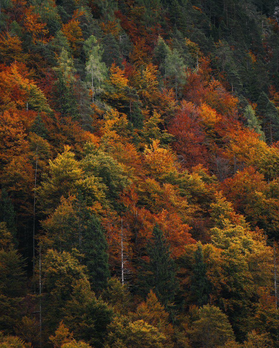 VisitFVG's tweet photo. 🍂 Foliage ai Laghi di Fusine
🎨 Ai piedi del Mangart c'è un luogo dove l'autunno sembra andare al contrario: i faggi dai colori più accesi crescono più in alto degli abeti rossi, creando uno spettacolare mosaico di verde, oro e rosso.
🥾 Un facile anello di 5,4 km tra il Lago Superiore e Inferiore, tra boschi, panorami alpini e il maestoso Masso Pirona.
ℹ️ 👉 https://t.co/OISXZSSWff
#IoSonoFVG #VisitFVG
📸IG niccolo.pasqualin