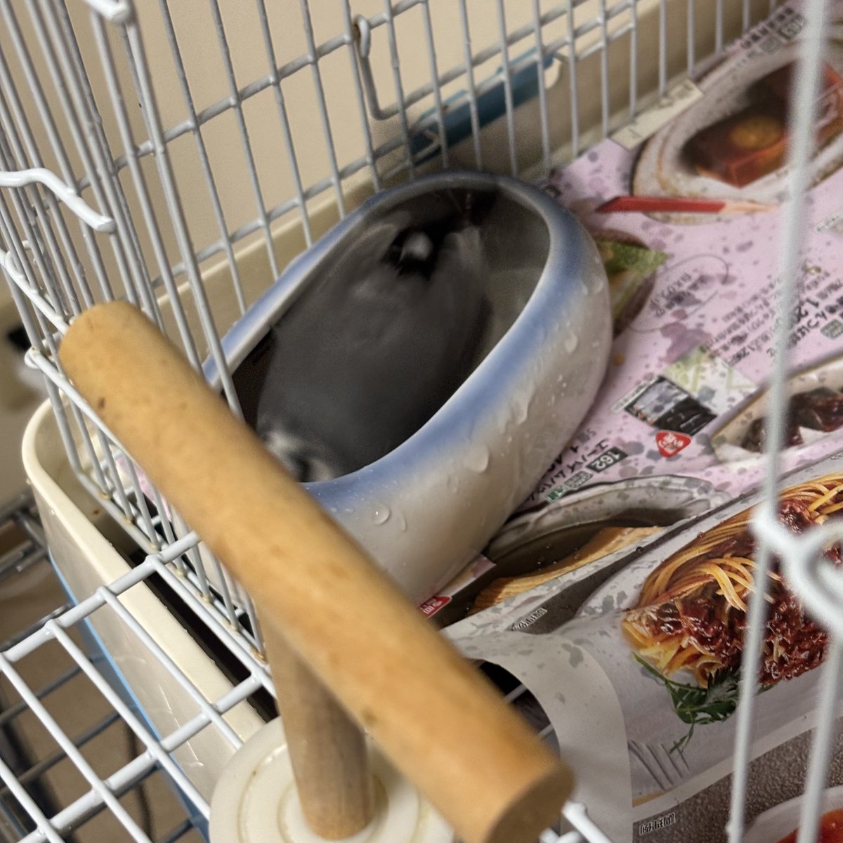 bunkiroku's tweet photo. ふぶき君は夜も水浴びしましたね🛁💦
ひだりちゃんは帰って自ブンのお席にいます🏘️🪑 https://t.co/bMmDKdBN2t