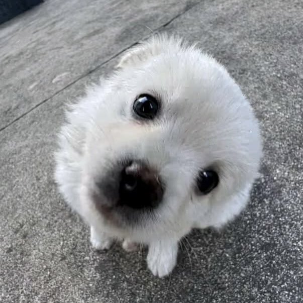 pochuncooki's tweet photo. https://t.co/bQFTgIWBLP