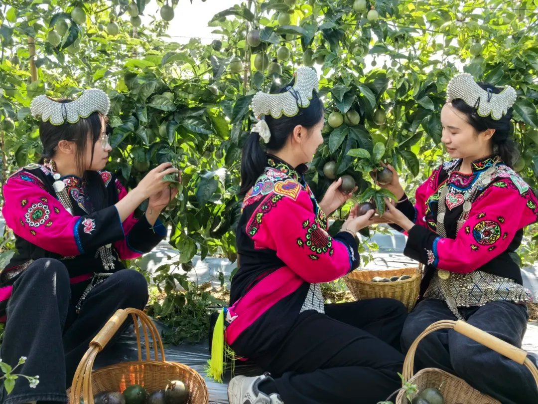 DreamHongHe's tweet photo. Honghe County: Leveraging Three Altitude Zones to Build a Prosperous Future with Characteristic Agriculture.红河县：三个海拔带，种出特色农业 “致富图景” #拼经济促发展 #侨乡红河云上之城 #来红河县撒野吧 #YunnanLifestyle #Agriculture #Economy
https://t.co/Cha4R92KgF https://t.co/0FaK3KMICc