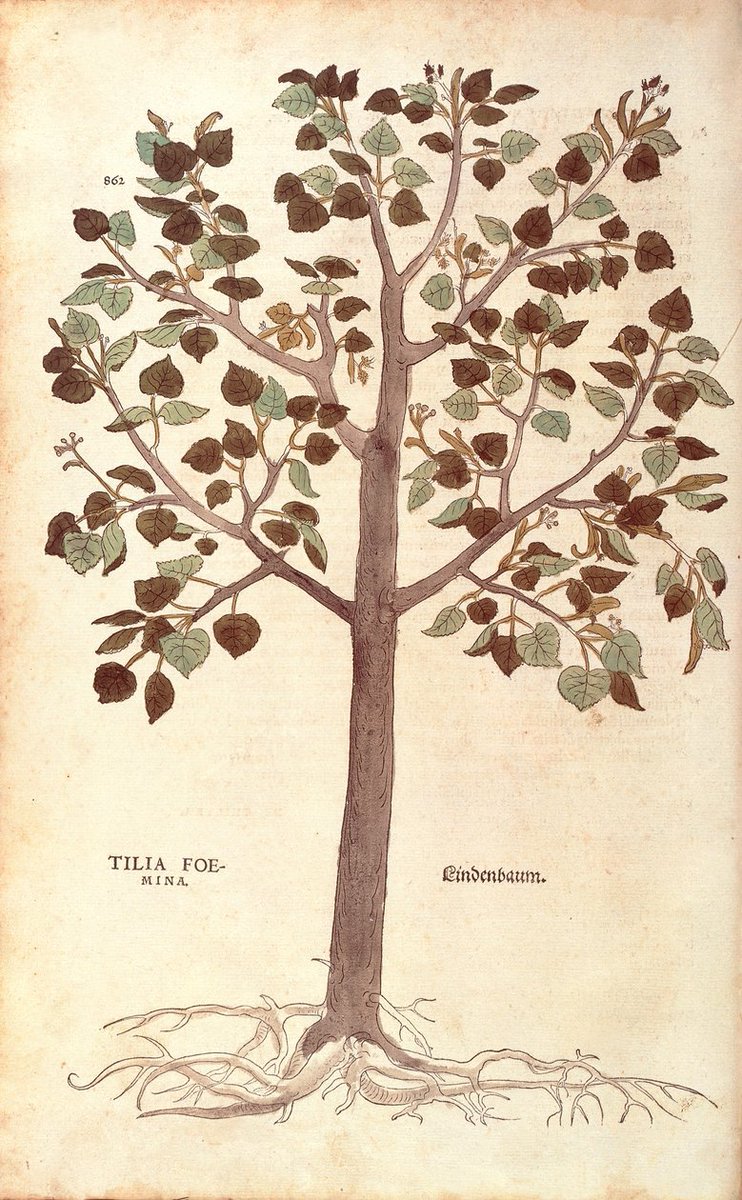 RalfRabe's tweet photo. @AriannadaTodi Tilia cordata , Leonhart Fuchs 
16 . Jahrhundert. https://t.co/ZWafGWc8XZ
