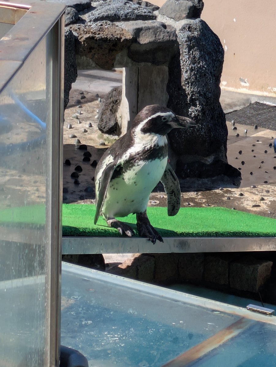 60Reia's tweet photo. 今日もペンギン
下田海中水族館 https://t.co/7lgW90F98n
