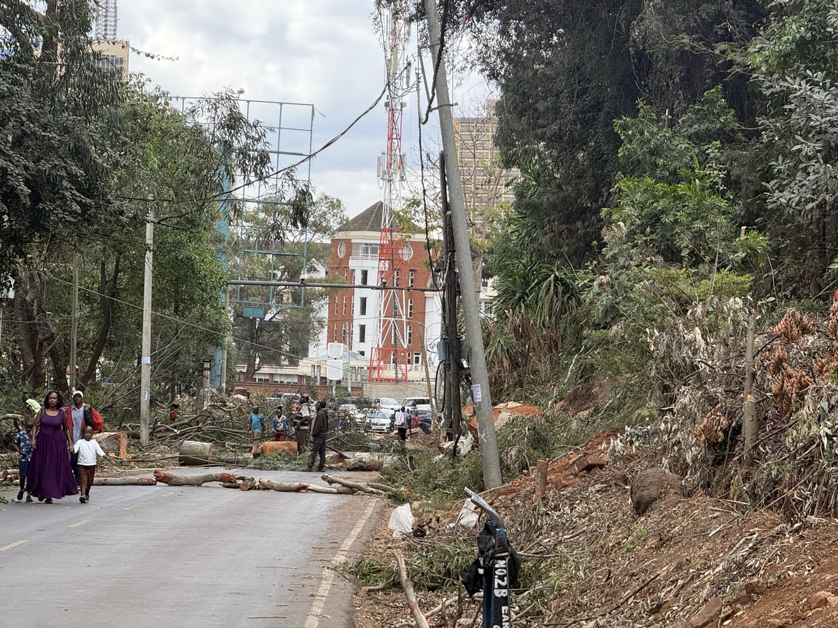 NelsonHavi's tweet photo. Lower State House Road has the least traffic. What justification is there in felling 50 years old ornamental trees to dual the road?

Yesterday they deceived us that they are planting 15 billion trees. The day before, Kindiki Kithure was threatening a road contractor with Court action for delayed delivery. The point is this: there is no need for some of these road constructions which require wanton destruction of trees. It is an elaborate scheme to plunder public money at the expense of the environment.