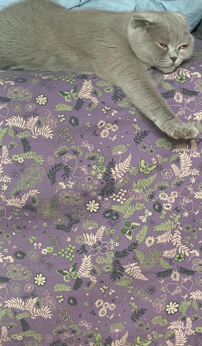SheldonJo_O's tweet photo. 我和我家猫，
都睡成痴呆了🤔
#猫税 https://t.co/xUKqHUOPXl