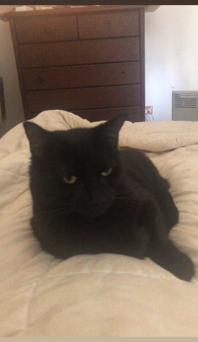 SharksMenace's tweet photo. / been a shit day so.. my little grump https://t.co/5NFqKlAUBD