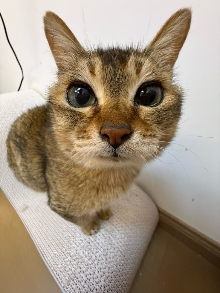 zuliexbb's tweet photo. Curious sister Mei, so curious https://t.co/QyZdp6YJP5