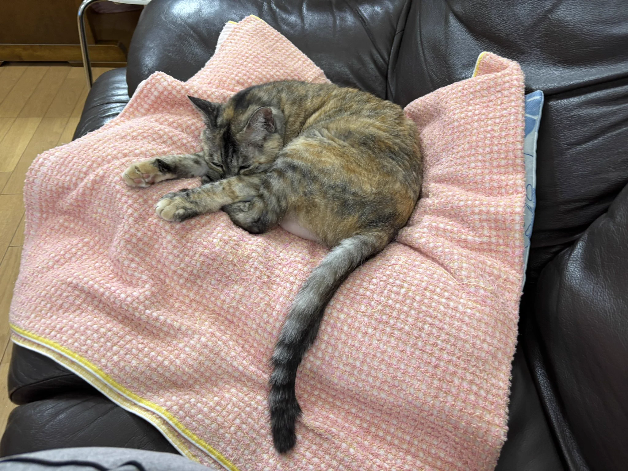 ねむるねこ on X / X