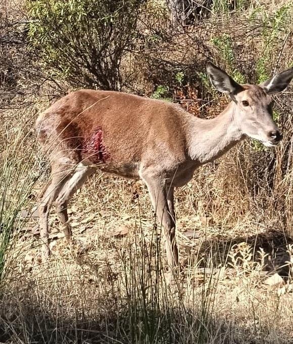 DOMINGUEZLM's tweet photo. ME LLEGA HOY ESTA FOTO DESDE EXTREMADURA. Se trata de una cierva que deambula,por el monte agonizando,con un tiro en la tripa ¿queremos esta mierda en la España del siglo XXI? https://t.co/fNPi62bYOQ