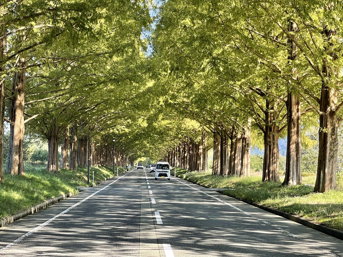 Hcr32S's tweet photo. CBTR 3日目終了！
メタセコイア並木綺麗かった✨️
内地から湖方面に走って琵琶湖が見えてくる度にスゲェー✨️っていい歳したおっさん2人が歓声あげてましたꉂ🤣w𐤔
琵琶湖って凄いですね！さすが日本一の湖✨️

#CBTR2026
#バイク好きと繋がりたい
#バイク乗りと繋がりたい https://t.co/d8BpjSq1x8