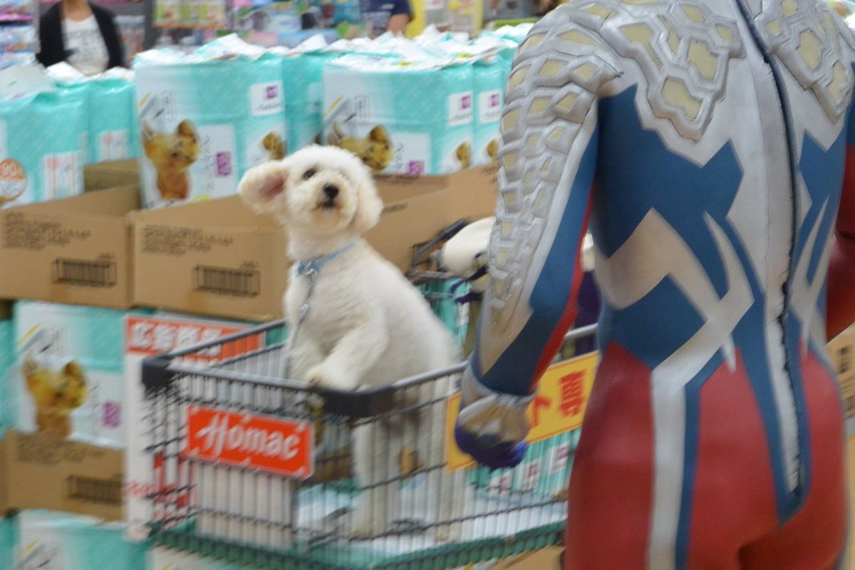 menou_photo's tweet photo. 蔵出し（低画質御容赦）
ホームセンターで犬に不審がられるウルトラマンゼロ（2014年7月）
 #日常にいるウルトラマンが見たい https://t.co/ysM1gScIZT